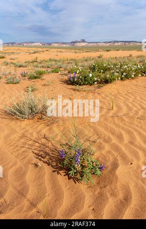 Zwerg oder Rusty Lupine & Pale Evening Primrose in Blüte in der San Rafael Wüste von Utah mit Temple Mountain und San Rafael Reef dahinter. Stockfoto