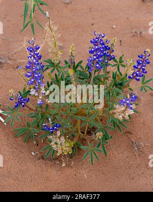 Rusty Lupine oder Dwarf Lupine, Lupinus pusillus, die in Sanddünen in der Wüste San Rafael bei Hanksville, Utah, wachsen. Stockfoto