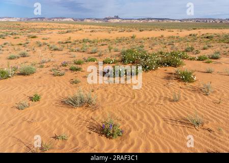 Zwerg oder Rusty Lupine & Pale Evening Primrose in Blüte in der San Rafael Wüste von Utah mit Temple Mountain und San Rafael Reef dahinter. Stockfoto