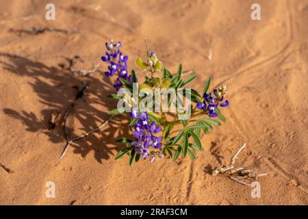 Rusty Lupine oder Dwarf Lupine, Lupinus pusillus, die in Sanddünen in der Wüste San Rafael bei Hanksville, Utah, wachsen. Stockfoto