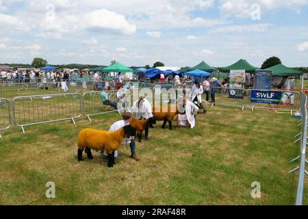 Derbyshire County Show 2023 in Elvaston Stockfoto