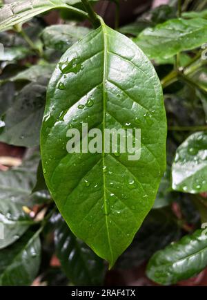 Kaffeebaum im Hochland Vietnam. Cây Cà phê. 越南旅游, 베트남 관광, ベトナム観光, ឌូលីច វៀតណាម Stockfoto