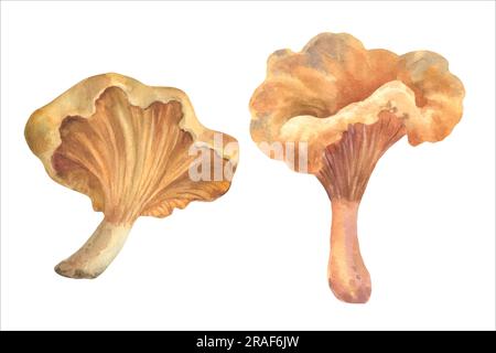 Aquarelle Chanterelle Pilze, Vektordarstellung. Handgemalte Essenszeichnung. Gourmetküche im wilden Wald Stock Vektor