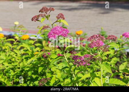 Spirea blüht in der Sonne. Umweltfreundliches und komfortables Stadtkonzept, selektiver Fokus, Kopierraum. Mehrjährige Pflanze, blüht im Sommer Stockfoto