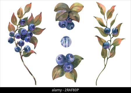 Von Hand gezeichnete Aquarell-Vektor-Illustration einer Blaubeere mit grünen Blättern. Waldpflanze mit Blaubeeren. Stock Vektor