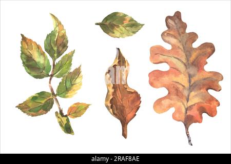 Ein wunderschöner Herbstvektor, eine Aquarelle aus trockenen Blättern. Eichenblätter und Borretschblätter. Stock Vektor
