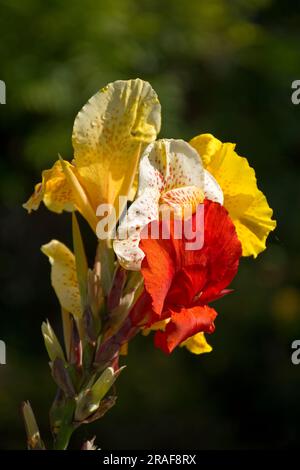 Nahaufnahme von ganzjährig herrlichen gelben und roten Canna Lilien Blumen, die im späten Frühling blühen Stockfoto