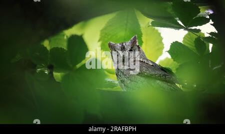 Otus Scops sitzt auf einem Ast und hält Ausschau nach Essen, das beste Foto. Stockfoto