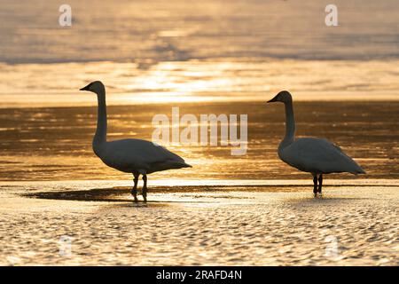 Trompeterschwäne (Cygnus Buiccinator), Sonnenuntergang entlang St. Croix River, Grenze Minnesota-Wisconsin, USA, von Dominique Braud/Dembinsky Photo Assoc Stockfoto