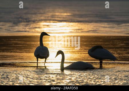 Trompeterschwäne (Cygnus Buiccinator), Sonnenuntergang entlang St. Croix River, Grenze Minnesota-Wisconsin, USA, von Dominique Braud/Dembinsky Photo Assoc Stockfoto