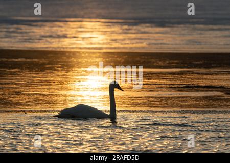Trompeterschwäne (Cygnus Buiccinator), Sonnenuntergang entlang St. Croix River, Grenze Minnesota-Wisconsin, USA, von Dominique Braud/Dembinsky Photo Assoc Stockfoto