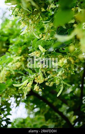 Lindengelbe Blüte des Tilia cordata-Baumes. Botany Blühender Lindenbaum mit Blättern auf grünem, natürlichem Hintergrund. Stockfoto