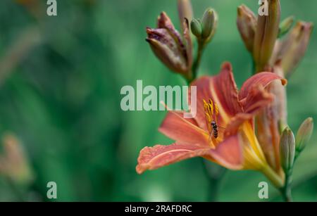 Hoverfly auf roten und gelben Lilien Stockfoto