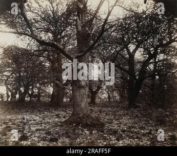 Châtaigniers Stockfoto