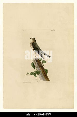 Platte 75 Le Petit Caporal Stockfoto