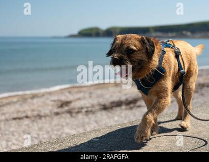 Border Terrier Hund spazieren am Strand an einem hellen Sommertag in Schottland. Stockfoto