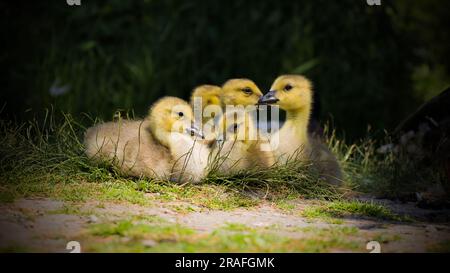 Entenküken im Reifel Bird Sanctuary, Vancouver, Kanada Stockfoto