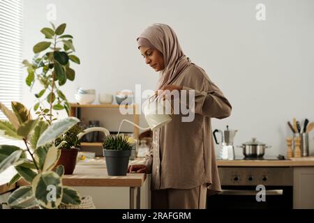 Seitenansicht einer jungen lächelnden muslimischen Frau mit Kopftuch, die grüne einheimische Pflanzen wäscht, die in Blumentöpfen wachsen und auf der Küchentheke stehen Stockfoto