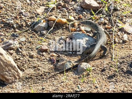 Ein junger Wassermann oder ein Nilmonitor wandert in einem trockenen Flussbett. Diese wachsen zu Afrikas größten Eidechsen und sind aktive Raubtiere und Aasfresser. Stockfoto