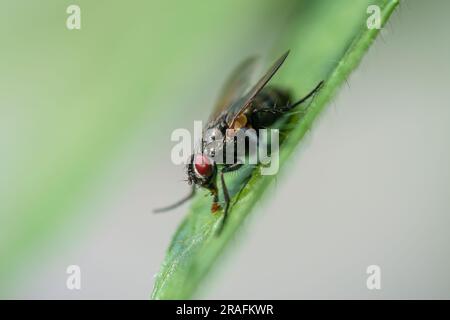 Die Lucilia-Fliege ist eine Gattung von Blasfliegen, in der Familie Calliphoridae auf einem grünen Blatt Stockfoto