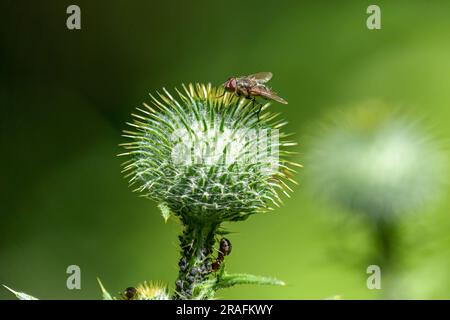 Die Lucilia-Fliege ist eine Gattung von Blasfliegen, in der Familie Calliphoridae auf einer Distel Stockfoto