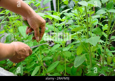 Bauern pflücken Produkte im Gemüsegarten Stockfoto