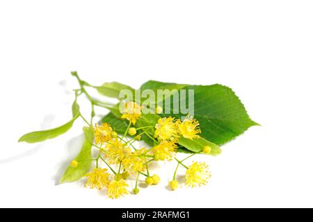 Linden Blumen und Blätter isoliert vor weißem Hintergrund Stockfoto
