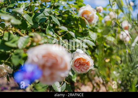 Weiße Sebastian Kneipp Rose blüht im Sommergarten mit Fuchshandschuhen. An der Grenze wachsen cremige Blumenstränge Stockfoto