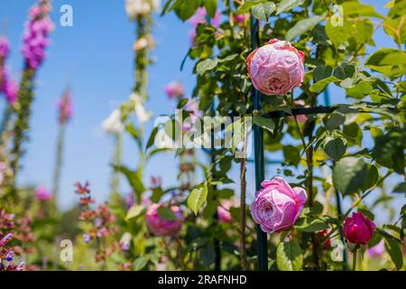 Der Geist der Freiheit blüht auf dem Obelisken im Sommergarten mit Salvia und Handschuhen. Rosa Blumen auf englischem Kletterer, die auf Pergola wachsen Stockfoto