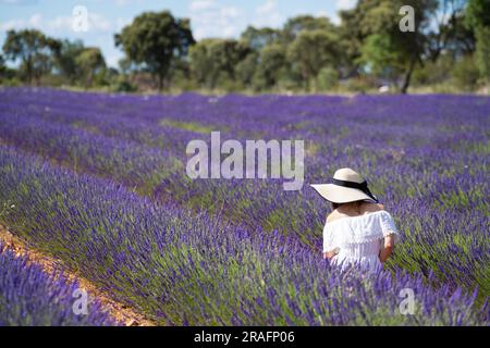 Ein Mädchen in einem weißen Kleid und einem weißen Hut genießt es auf einem Lavendelfeld in brihuega, Guadalajara, Spanien Stockfoto