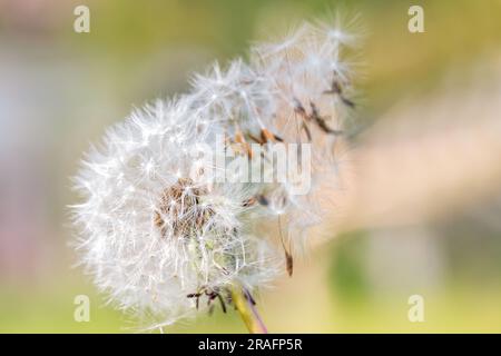 Weiße Löwenzahn-Kerne lösen sich von ihrer Kuppel in der Brise vor einem unscharfen hellgrünen Hintergrund. Speicherplatz kopieren. Stockfoto