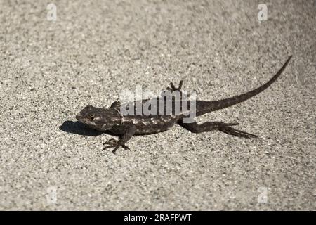 Nahaufnahme einer kleinen braunen Eidechse, die auf dem Boden krabbelt Stockfoto