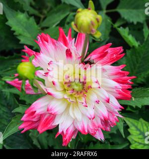 Hampton Court Palace, Surrey, Großbritannien. 03. Juli 2023. Pressetag beim jährlichen Hampton Court Palace Garden Festival der RHS, das vom 4. Bis 9. Juli 2023 stattfindet. Kredit: Imageplotter/Alamy Live News Stockfoto