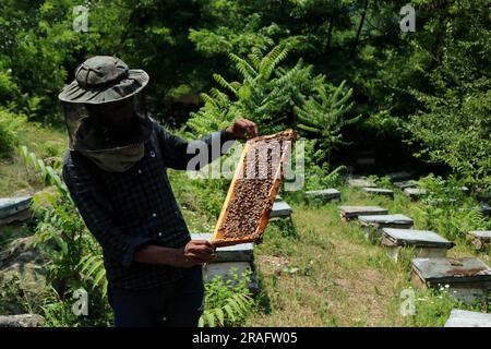 Srinagar, Indien. 03. Juli 2023. 03. Juli 2023, Srinagar Kaschmir, Indien : Ein kaschmirischer Imker, zeigt einen Bienenstock voller Honigbienen auf einem Bauernhof am Stadtrand von Srinagar. Bienenzüchter erzeugen Honig mit den modernen Bienenstöcken, da die Temperaturen im Winter unter Null sinken, etwas mehr Sorgfalt erfordert, was die Bienenzucht zu einer Herausforderung macht. Am 03. Juli 2023 in Srinagar Kashmir, Indien. (Foto: Firdous Nazir/Eyepix Group) Kredit: Eyepix Group/Alamy Live News Stockfoto