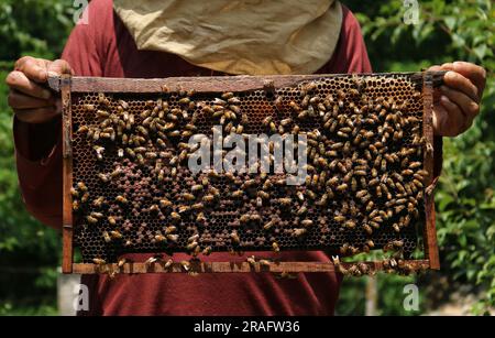 Srinagar, Indien. 03. Juli 2023. 03. Juli 2023, Srinagar Kaschmir, Indien : Ein kaschmirischer Imker, zeigt einen Bienenstock voller Honigbienen auf einem Bauernhof am Stadtrand von Srinagar. Bienenzüchter erzeugen Honig mit den modernen Bienenstöcken, da die Temperaturen im Winter unter Null sinken, etwas mehr Sorgfalt erfordert, was die Bienenzucht zu einer Herausforderung macht. Am 03. Juli 2023 in Srinagar Kashmir, Indien. (Foto: Firdous Nazir/Eyepix Group) Kredit: Eyepix Group/Alamy Live News Stockfoto