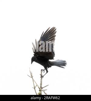 Amerikanische Krähe in Tree Top Wings Up Stockfoto