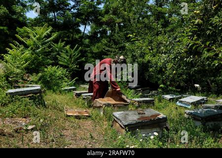 Srinagar Kaschmir, Indien. 03. Juli 2023. Ein Imker aus Kashmiri zeigt einen Bienenstock voller Honigbienen auf einer Farm am Stadtrand von Srinagar. Bienenzüchter erzeugen Honig mit den modernen Bienenstöcken, da die Temperaturen im Winter unter Null sinken, etwas mehr Sorgfalt erfordert, was die Bienenzucht zu einer Herausforderung macht. Am 03. Juli 2023 in Srinagar Kaschmir, Indien. (Kreditbild: © Firdous Nazir/Eyepix via ZUMA Press Wire) NUR REDAKTIONELLE VERWENDUNG! Nicht für den kommerziellen GEBRAUCH! Stockfoto