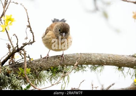 Dunkel-gemustertes Junco Stockfoto