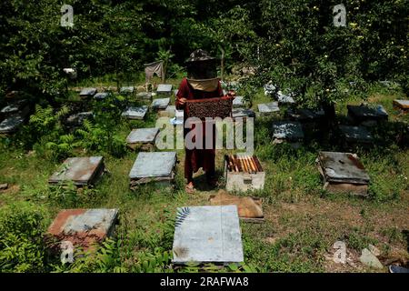 Srinagar Kaschmir, Indien. 03. Juli 2023. Ein Imker aus Kashmiri zeigt einen Bienenstock voller Honigbienen auf einer Farm am Stadtrand von Srinagar. Bienenzüchter erzeugen Honig mit den modernen Bienenstöcken, da die Temperaturen im Winter unter Null sinken, etwas mehr Sorgfalt erfordert, was die Bienenzucht zu einer Herausforderung macht. Am 03. Juli 2023 in Srinagar Kaschmir, Indien. (Kreditbild: © Firdous Nazir/Eyepix via ZUMA Press Wire) NUR REDAKTIONELLE VERWENDUNG! Nicht für den kommerziellen GEBRAUCH! Stockfoto