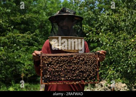 Srinagar Kaschmir, Indien. 03. Juli 2023. Ein Imker aus Kashmiri zeigt einen Bienenstock voller Honigbienen auf einer Farm am Stadtrand von Srinagar. Bienenzüchter erzeugen Honig mit den modernen Bienenstöcken, da die Temperaturen im Winter unter Null sinken, etwas mehr Sorgfalt erfordert, was die Bienenzucht zu einer Herausforderung macht. Am 03. Juli 2023 in Srinagar Kaschmir, Indien. (Kreditbild: © Firdous Nazir/Eyepix via ZUMA Press Wire) NUR REDAKTIONELLE VERWENDUNG! Nicht für den kommerziellen GEBRAUCH! Stockfoto