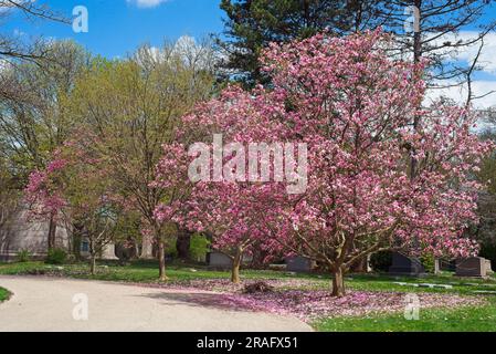 Eine leuchtend rosa Magnolie in voller Blüte auf Cleveland's Lake View Cemetery Mitte April Stockfoto