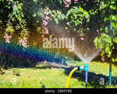 Bewässerungssystem mit Wasser über Gartengras und Rosenbüschen, die einen Regenbogen in Wassertropfen bilden Stockfoto