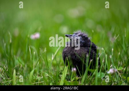 Der Blackbird (Euphagus cyanocephalus) von Young Brewer stürzte aus seinem Nest Stockfoto