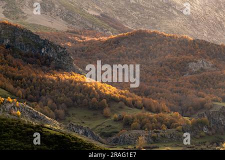 Herbstfarbener Buchenwald (Fagus sylvatica) in den Bergen von Leon, Spanien Stockfoto