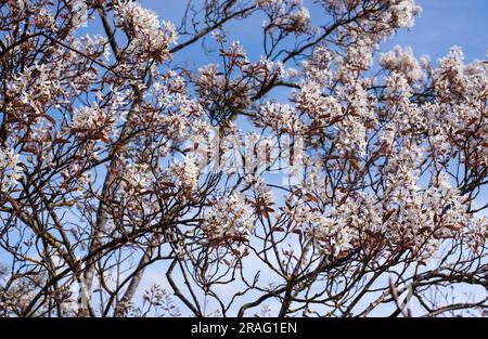 amelanchier Lamarckii an einem sonnigen Tag im Frühling mit weißen blühenden Zweigen Stockfoto