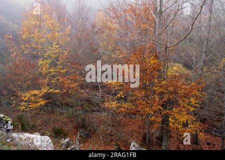 Europäische Buchenbäume (Fagus sylvatica) mit herbstfarbenem Laub an einem nebligen Herbstmorgen im alten Wald von Argovejo, Provinz León, Sp Stockfoto