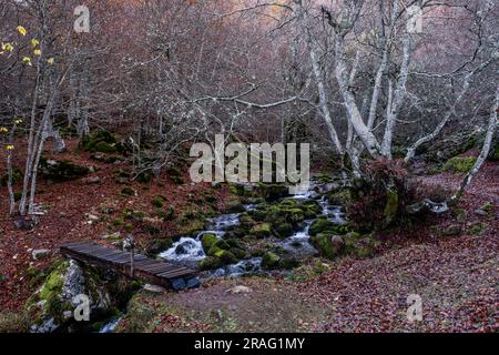 Der Bergfluss fließt durch moosbedeckte Buchenwälder in Argovejo, Provinz León, Spanien Stockfoto