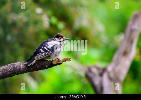 Jungfräulicher Specht, Dendrocopos Major, hoch oben auf einem Ast Stockfoto