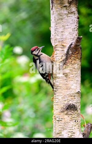Jungfisch, großer Specht, Dendrocopos Major, auf einen Baum klettern Stockfoto