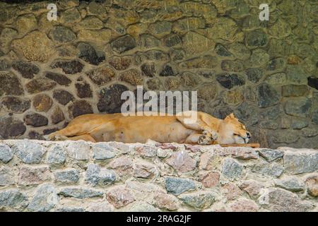 LÖWIN SCHLÄFT IN DER SONNE AUF FELSEN. Eine Löwin Panthera leo liegt und schläft an einem sonnigen Tag auf grauen Felsen. Tiere, Säugetiere, Raubtiere. Die Löwin Stockfoto